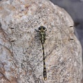 Große Zangenlibelle (Onychogomphus uncatus)